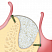 OsteoBiol® Lamina